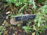 image of grave number 101767
